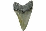 Serrated, Juvenile Megalodon Tooth - North Carolina #311849-1